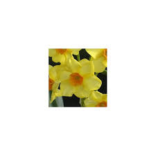 Se stai cercando bulbi fiori gialli sei nel posto giusto. 20 Pz Bulbo Bulbi Narcisi Gialli Giallo Fiore Vaso Giardino Autunnali Martinette Confrontaregiardino