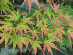 Acer Palmatum Wu Nishiki Japanese Maple Tree Japanese Maple Garden Features