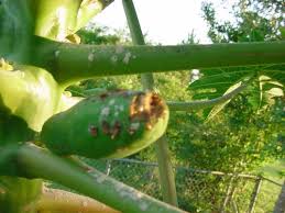 Check spelling or type a new query. What S Eating My Papaya