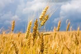 Fields, one of the sports fields inc. Prairie Wheat Field With Bright Blue Sky Wheat Fields Fields Of Gold Nature Photography