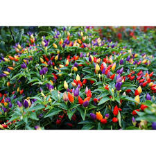 The peppers start out a brilliant purple and turn yellow to orange to red, with all stages of the pepper present on the plant at once, making it a bright and colorful addition to your garden or your home. Lazadachoice 20pcs Seeds Cili Pelangi Multi Color Bolivian Rainbow Chili Pepper Cili Cabai Lazada