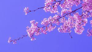 372 cherry blossom hd wallpapers and background images. Sakura Wallpapers Hd Desktop Backgrounds Images And Pictures
