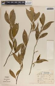 Image result for Rhaphiostylis beninensis