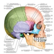 наследование таблица группы крови и резус фактора родителей и детей Sistema Skeleta Uchashiesya Meduchilisha Anatomiya I Fiziologiya Anatomiya Cheloveka