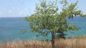 Das dorf finikounda liegt in gehweite (ca. Strand Finikounda