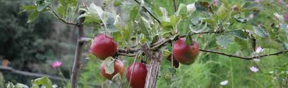 Check the tag to determine how large the tree will get. Espaliered Fruit Trees At Portland Nursery And Garden Center