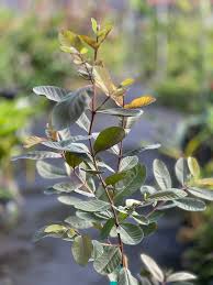 Image result for Psidium