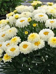 Image result for Leucanthemum