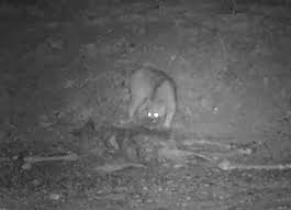 Mystery Predator Attacks Deer In New York Resident's Driveway