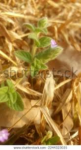 Image result for Nelsonia