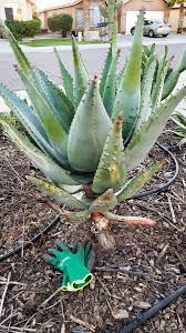 Image result for Aloe aculeata × globuligemma