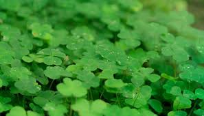 Grab up to 50% off some goods. The Luck Of The Irish What To Know About Clover In Your Lawn