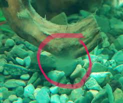 Takes up to 4 wks for them to really establish themselves. Attack Of The White Fluff In Brand New Tank Algae Forum 213482