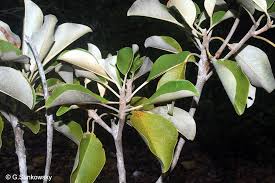 Image result for Manilkara kauki