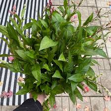 Image result for Indigofera sordida