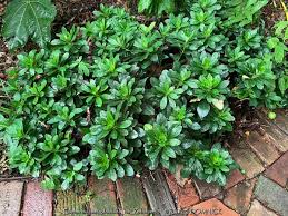 Image result for Eriosema robinsonii
