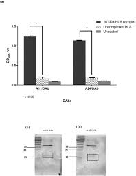 A wide variety of medical sdn bhd options are available to you, such as material, processing type, and feature. Tcr Like Domain Antibody Against Mycobacterium Tuberculosis Mtb Heat Shock Protein Antigen Presented By Hla A 11 And Hla A 24 Sciencedirect