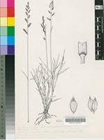 Image result for Urochloa serrata