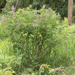 Image result for Tephrosia vogelii