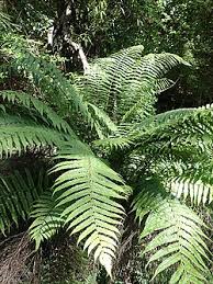 Image result for Pneumatopteris