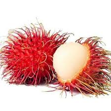 Pasalnya, buah rambutan adalah buah yang memiliki banyak manfaat untuk kesehatan tubuh. Bibit Tanaman Buah Rambutan Binjai 60cm Terkini Shopee Indonesia
