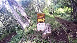Forested area on a cinder cone close to downtown honolulu. The Moleka And Ualakaa Trails Youtube