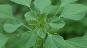 Image result for Acalypha ciliata