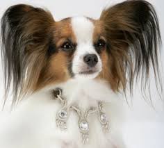 We have been papillon breeders in central florida for over 20+ years. Papillon Puppies For Sale In Florida Papillon Breeder Sunshine Papillons Expensive Dogs World S Most Expensive Dog Most Expensive Dog