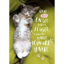 nicht alle engel spruche zitate alle engel nicht spruchezitate cat quotes funny cats cat pics