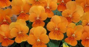 Sorbet Xp Orange Pansy Google Search Pansies Flowers Pansies Rare Flowers