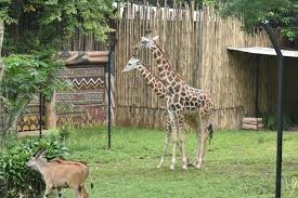 Temukan gambar hewan kebun binatang. Kebun Binatang Bandung Tambah Koleksi Baru Duo Jerapah Satwa Afrika Halaman All Kompas Com