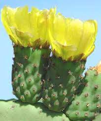 We did not find results for: Fico D India Opuntia Famiglia Cactaceae Come Curare E Coltivare Il Vostro Fico D India