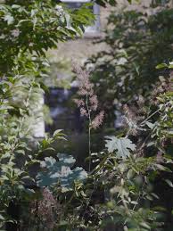 Image result for Macleaya