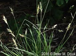 Image result for Anthoxanthum nivale