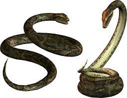 Snake Png Image Picture Download Free Snake Png Stock Images Free