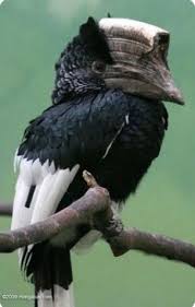 Tall Grey Bird With Black And White Head Pin By Christina Strouth On Uccelli Colorful Birds Beautiful Birds Birds