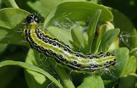 Epingle Sur Gardening