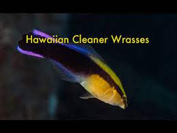 The hawaiian cleaner wrasse is a small fish with an elongated, slender, compressiform body type. Hawaiian Cleaner Wrasses Youtube