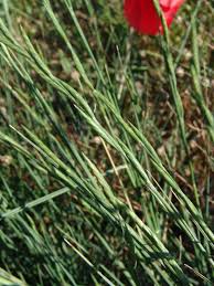 Image result for Enteropogon monostachyos