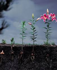 Choose a sheltered spot where the flowers are in the sun but the roots are in the shade. How To Grow Lilies