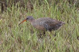 Image result for Lijndenia sp. cf barteri