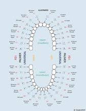 Superficial Dental Care Tips Mouths Dentist Dentalcaretipschildren Dental Anatomy Dental Assistant Study Dental Hygiene Student