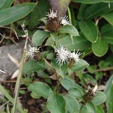 Image result for Virectaria major