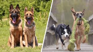 The history of the belgian malinois german shepherd mix. Belgian Malinois Vs German Shepherds What S The Difference Doggowner
