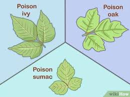 However, these products often contain chemicals that can be harmful to people, animals, and the environment. 3 Ways To Treat Poison Ivy And Poison Oak Wikihow