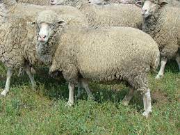 We did not find results for: Merinos De Palas Aco Dobrogea