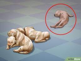 How To Help Your Dog After Giving Birth (With Pictures) - Wikihow