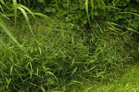 Image result for Urochloa arrecta