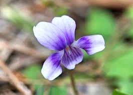 Image result for Violaceae