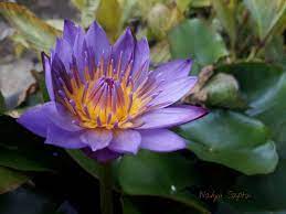 Tanaman hias bunga lantana berasal dari daratan benua amerika di wilayah tropis. Ternyata Bunga Teratai Itu Tidak Sama Dengan Lotus Kompasiana Com